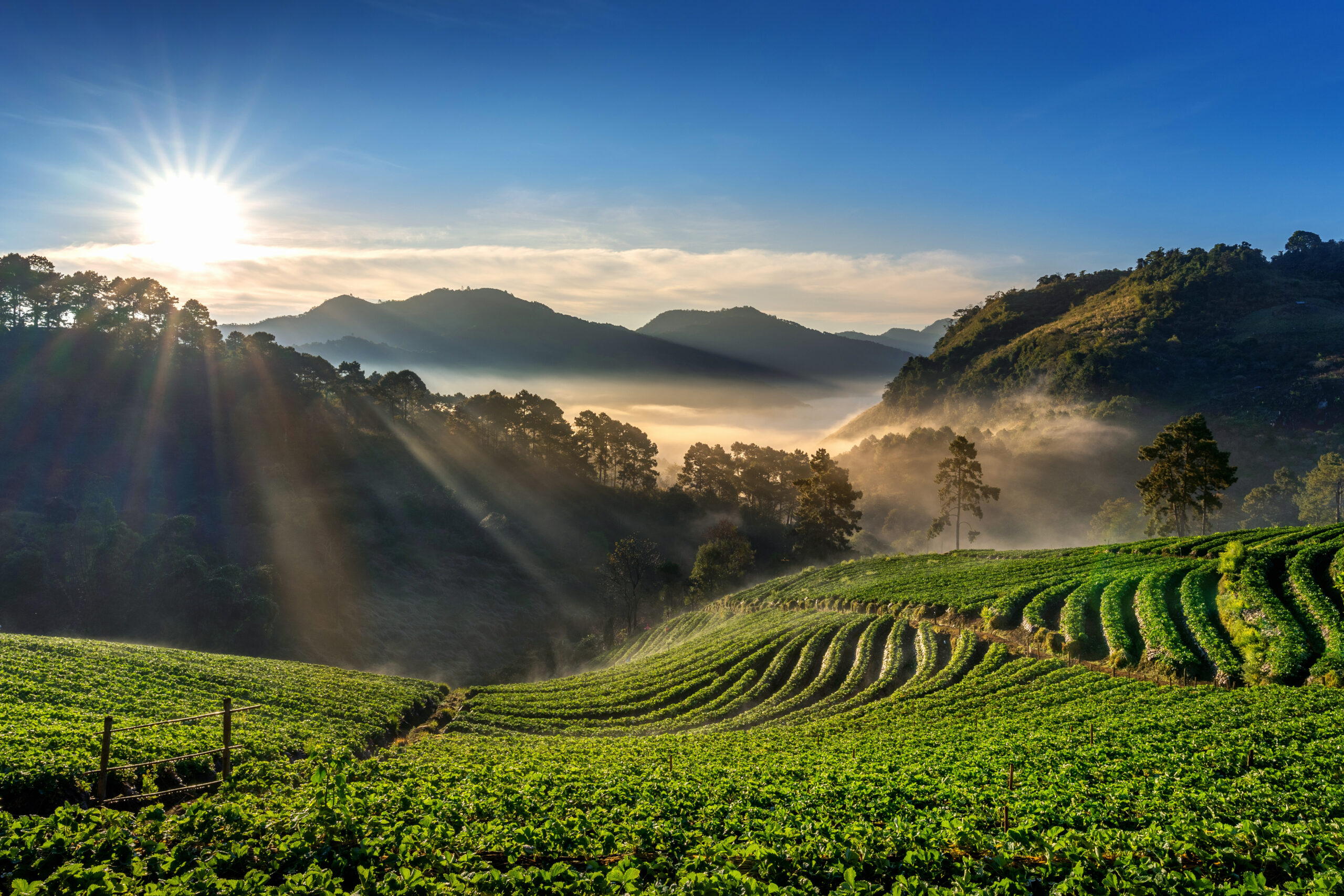 Coorg